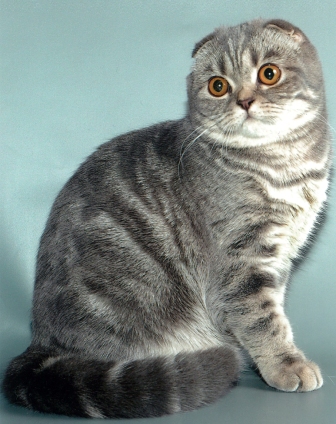Шотландская вислоухая кошка(скоттиш-фолд)