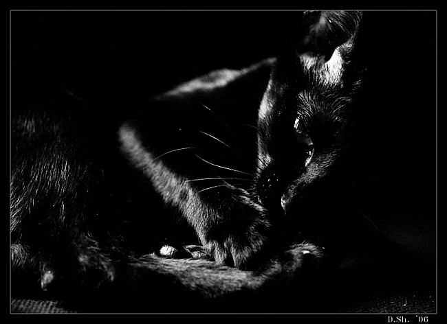 27 ноября - День Черной Кошки